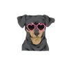 Chiweenie Dog