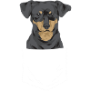 Chiweenie Chien