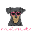 Chiweenie Dog