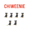Chiweenie Dog
