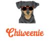 Chiweenie Dog