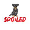 Chiweenie Dog