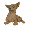 Chiweenie Dog
