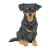 Chiweenie Dog