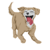 Chiweenie Dog