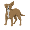 Chiweenie Dog