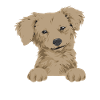 Chiweenie Chien