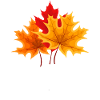 Canada Feuille Érable Automne