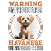 Warning unpredictable Havanese Shenanigans ahead