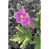 AUTUMN ANEMONES