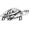 Turtle in black and white