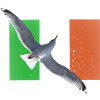 Irlande Irlande Mouette