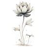 Lotus Blossom Water Lily