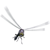 Libelle