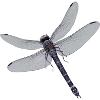 Firefly
