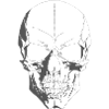 Totenkopf Skull Schädel Totenschädel