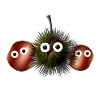 Chestnuts, Chestnut, Chestnut, Family