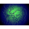 Dark Light Forest