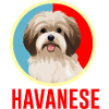 Havanese Retro