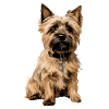Cairn Terrier 4