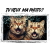 chats drôles