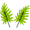 leaves