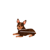 Australian Cattle Dog