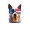 Australian Cattle Dog USA