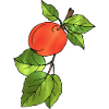 Apfel