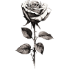 Rose en noir et blanc