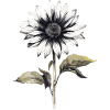 Tournesol à l’aquarelle