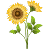 Blumen