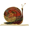 Escargot