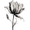 Tulipe dans le style aquarelle