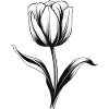 Tulip in black and white