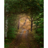 Forêt