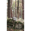 forêt