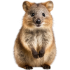 Quokka