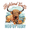 Highland cattle feel hardy today