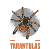 Tarantula