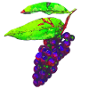 Beeren, Blätter, küchenmotive
