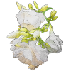 olianderblüten Zweig seitlich, blühen