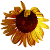 sommerliche blume, tolle pflanzen