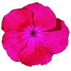 bartnelke, tolle blumendesigns