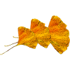 ginko blätter, blattmuster