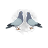 Doves