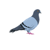 Doves