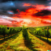 VineyardSunset