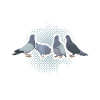 Doves
