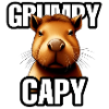 Grumpy Capybara - Ok I pull Up Meme - Cute Animal